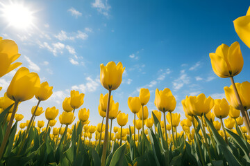 a field of yellow tulips under a blue sky  - Powered by Adobe