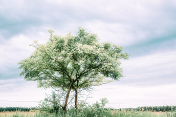 Obraz premium One leafy green tree under a wispy summer sky
