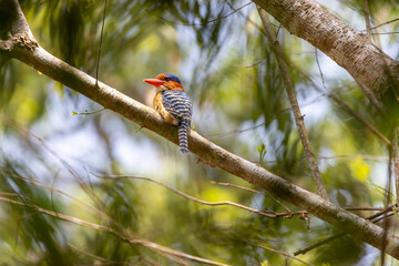 kingfisher on branch