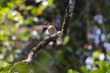 kingfisher on branch