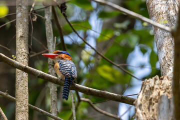 kingfisher on branch