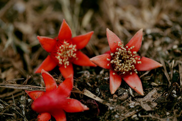 Red Star Flower