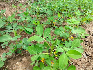 Plants of the peanut on a plantation during flowering close-up from low point of shooting. Peanut tree. Selective focus. 
