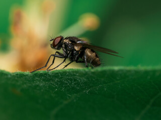 fly on leaf
