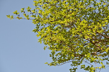 Tall stewartia ( Stewartia monadelpha ) tree.
Theaceae deciduous tree native to Japan. Fresh green and autumn leaves are beautiful, and white flowers bloom in summer.