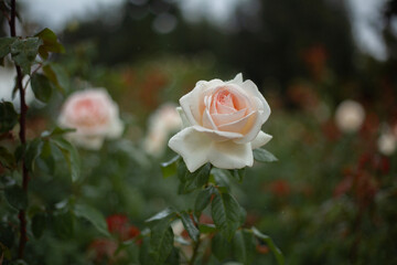 White Rose