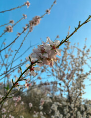 Flores de almendro