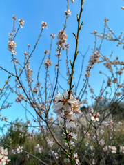 flowers and sky