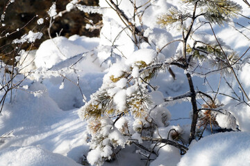 Obraz premium A small pine tree under the fluffy snow