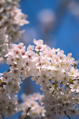 桜　淡い春のイメージ　