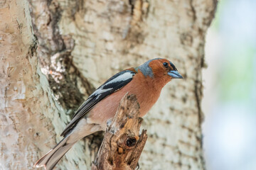 Common chaffinch, Fringilla coelebs, sits on a tree. Common chaffinch in wildlife.