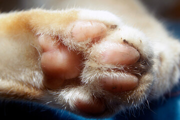 sleeping cat paws covered in fur