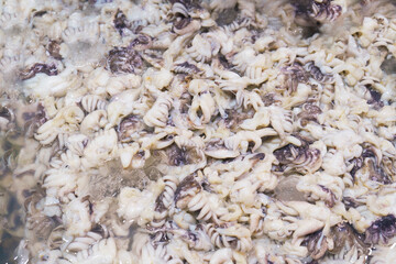 Fresh squid ready for sale in Thai street market