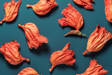 Bright orange crumpled Asian flowers on a dark blue background. Creative floral concept.