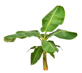 Banana green leaves isolated on white.