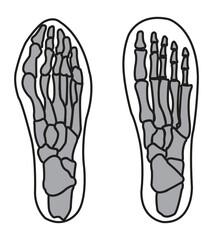 bones of foot illustration