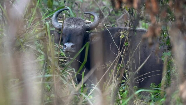 A gaur or wild bison in the tall grass of the Chitwan National Park in Nepal.