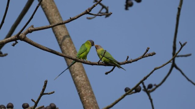 Two plum headed parakeets making love on a tree branch with the blue sky in the background.