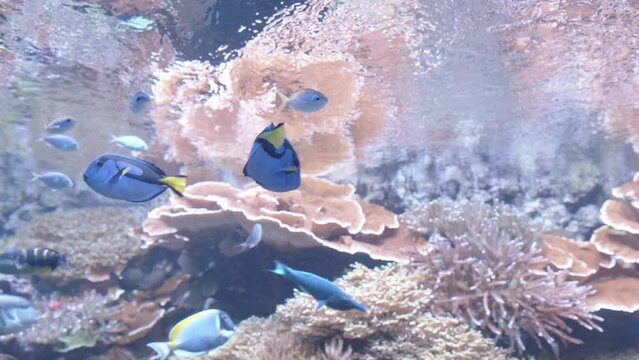 Aquarium coral reef landscape of tropical fish reminiscent of Finding Nemo.