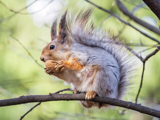 Obraz premium The squirrel with nut sits on a branches in the spring or summer.