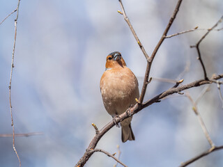 Common chaffinch, Fringilla coelebs, sits on a tree. Common chaffinch in wildlife.