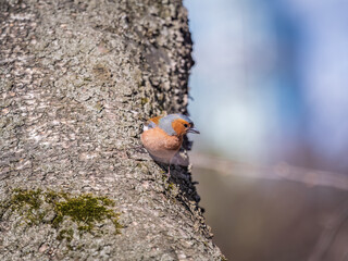 Common chaffinch, Fringilla coelebs, sits on a tree. Common chaffinch in wildlife.
