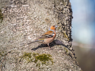 Common chaffinch, Fringilla coelebs, sits on a tree. Common chaffinch in wildlife.