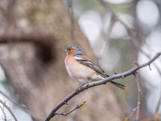 Common chaffinch, Fringilla coelebs, sits on a tree. Common chaffinch in wildlife.