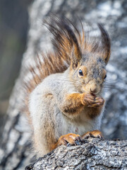 The squirrel with nut sits on a branches in the spring or summer.