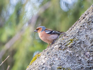 Common chaffinch, Fringilla coelebs, sits on a tree. Common chaffinch in wildlife.