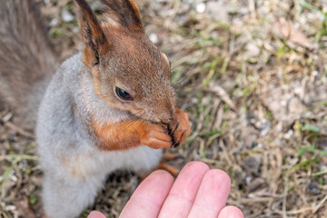 A squirrel in the spring or autumn eats nuts from a human hand. Eurasian red squirrel, Sciurus vulgaris