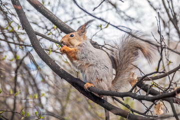 The squirrel with nut sits on a branches in the spring or summer.