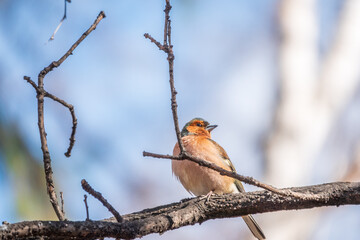 Common chaffinch, Fringilla coelebs, sits on a tree. Common chaffinch in wildlife.