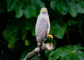 hawk looking for its prey in the amazon rainforest