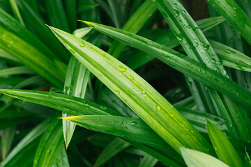 Obraz premium Green leaf with drops of water. Drops of dew in the morning glow in the sun. Beautiful leaf texture in nature. Natural background, stunning and dramatic green tropic palm leaf with drops
