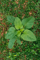 Green tropical plant close-up. Abstract natural floral background Selective focus, macro. Flowing lines of leaves.