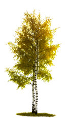 Fototapeta premium Birch tree PNG