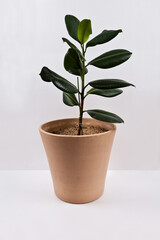 A rubber tree is planted in a red clay pot