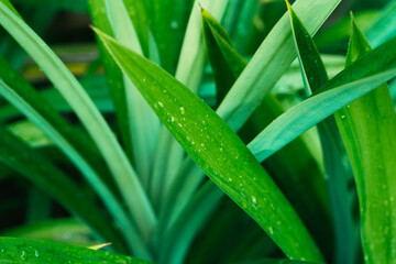 Green leaf with drops of water. Drops of dew in the morning glow in the sun. Beautiful leaf texture in nature. Natural background, stunning and dramatic green tropic palm leaf with drops