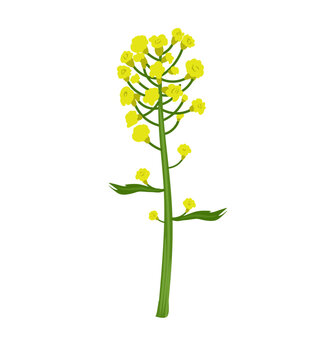 vector illustration of a yellow rape flower on a white background