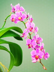 Pink flower orchids on light green background. Floral design, close-up, copy space. View from the side, home tropical flower. Houseplant Phalaenopsis close up, vertical orientation.