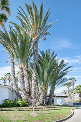 Fototapeta na wymiar Cluster of palm trees standing tall and gently swaying in the breeze, tropical green area adding a touch of natural charm and tranquility to the area, in Amarilla Golf, Tenerife, Canary Islands, Spain