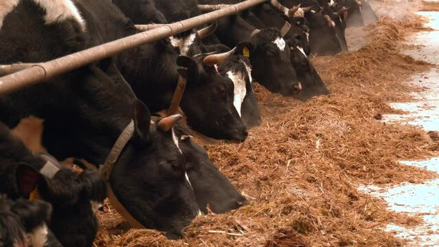 Agricultural concept, diary cows eating a hay in modern free livestock stall or cowshed for distribution of milk, animal.  Cows in the barn eating hay. Milk production on a dairy farm.