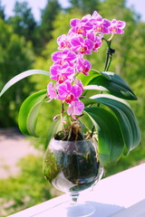Blooming pink orchid in a glass vase on the windowsill, green trees on the background. Phalaenopsis close-up. Tropical house flowers, view from the side.	