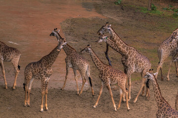 Aerial of the giraffes walking on the safari