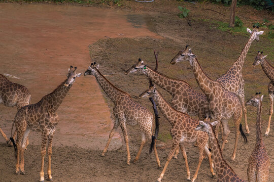 Giraffes from above during the safari, aerial image