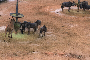 Wildebeests in the zoo from above