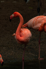 A beautiful shot of two flamingos walking in the water with green grasses in the background