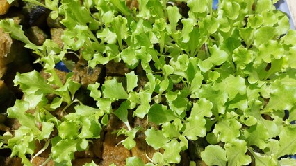 Green coral lettuce (Lactuca sativa) seedling for hydroponic planting