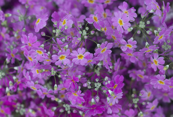 Obraz premium 紫の花の群生,
